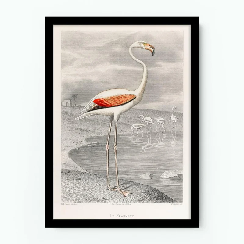 Le Flammant (Flamingo) by Edouard Travies Poster