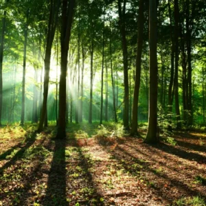 Spritzschutz-Sonnenaufgang im Bayrischem Wald